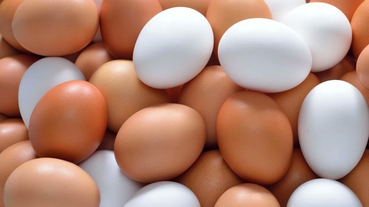 اسعار البيض اليوم اسعار البيض اليوم